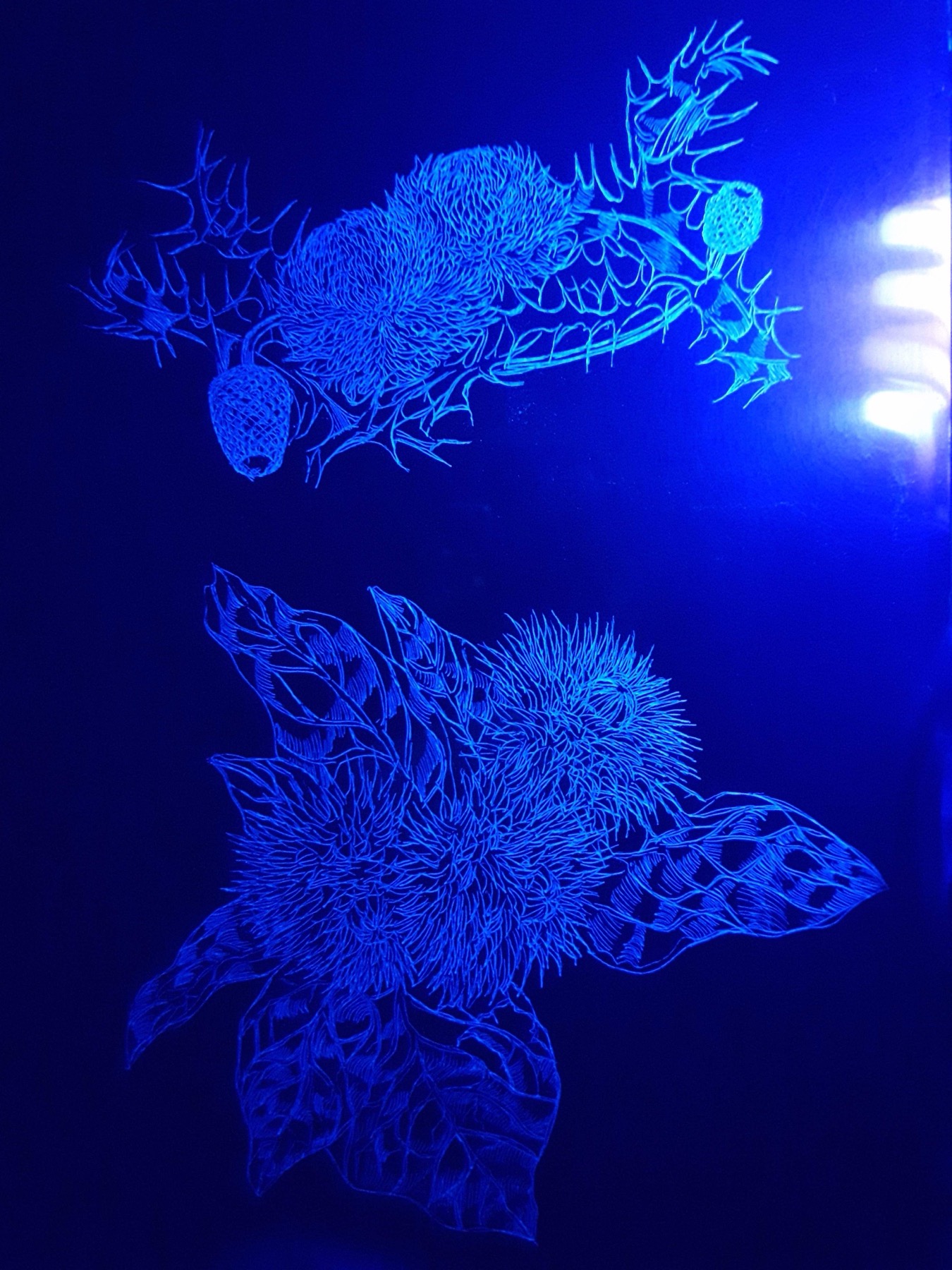 pollinate/illuminate