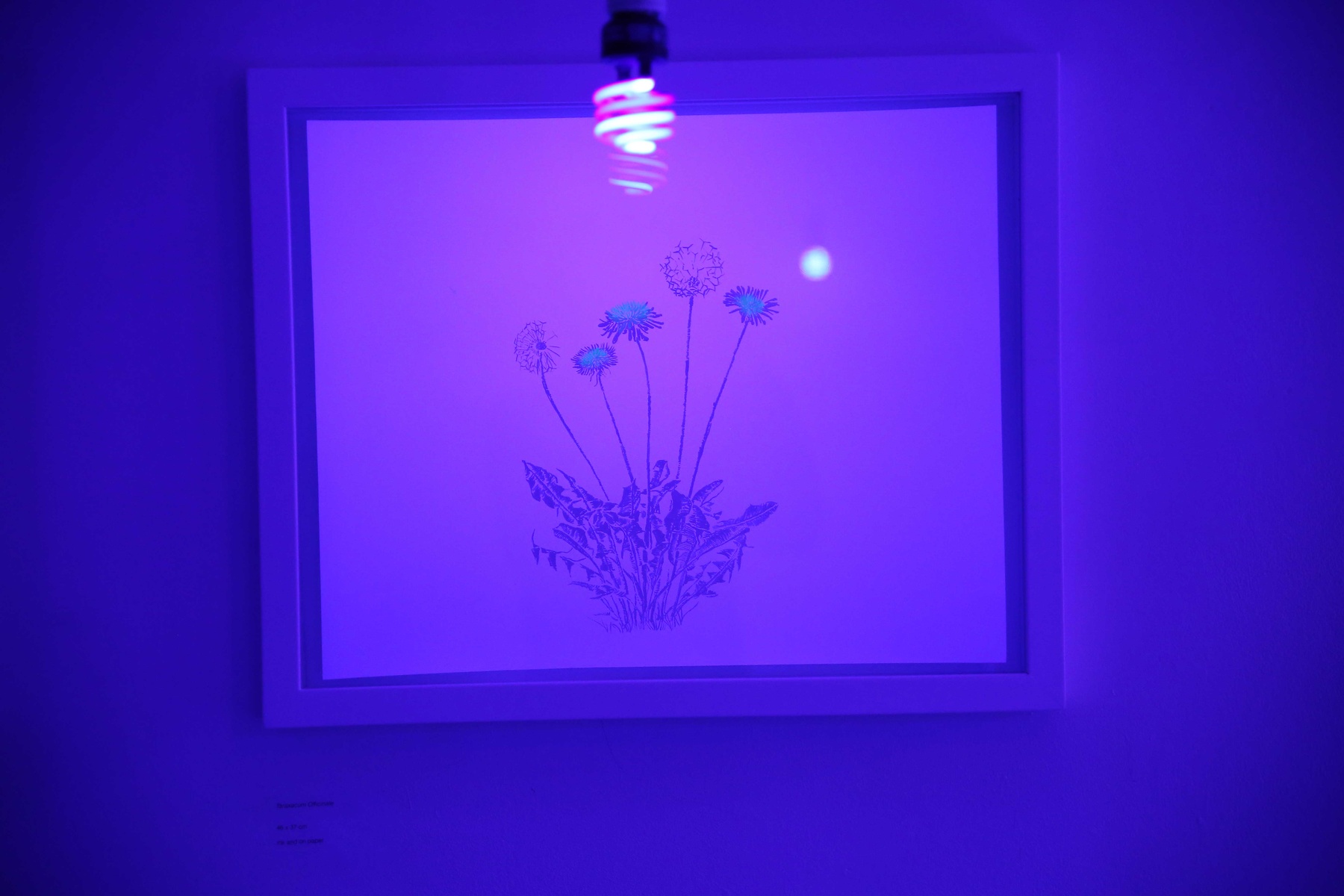 pollinate/illuminate