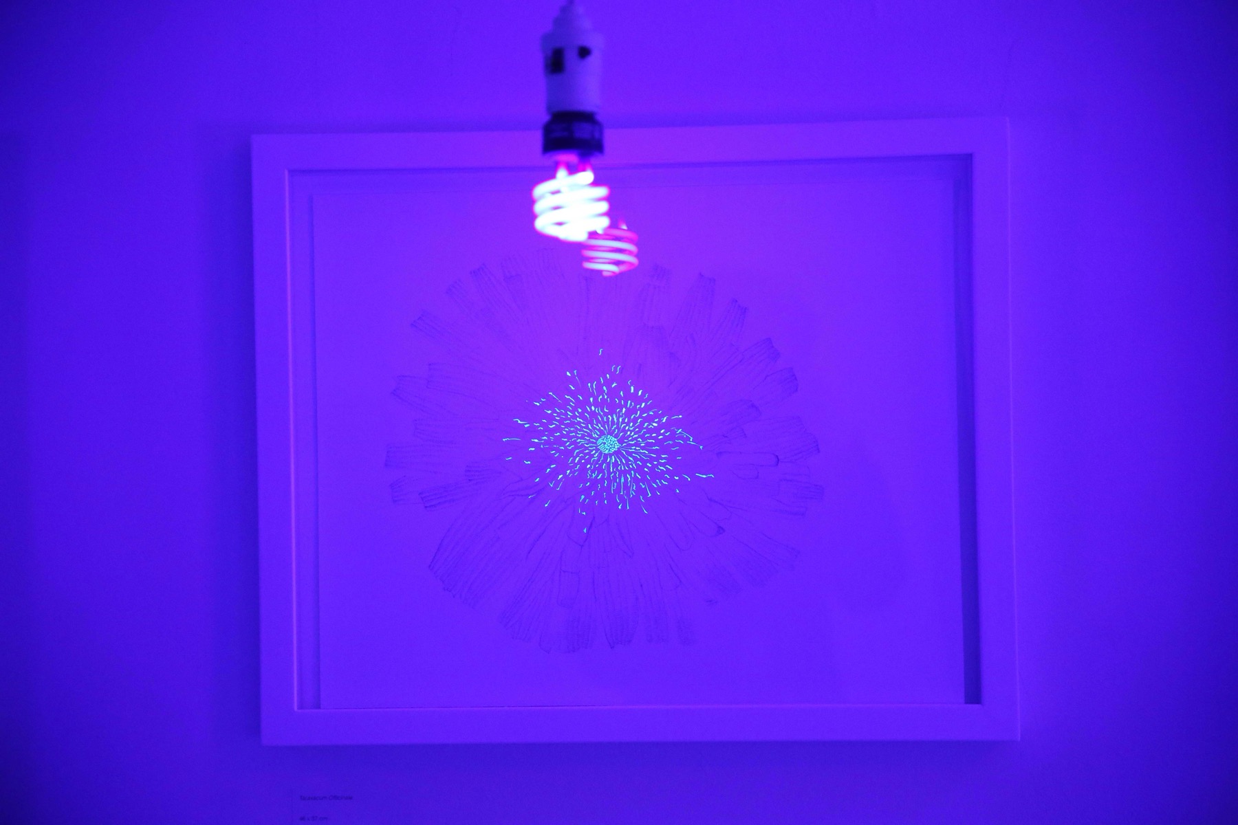 pollinate/illuminate