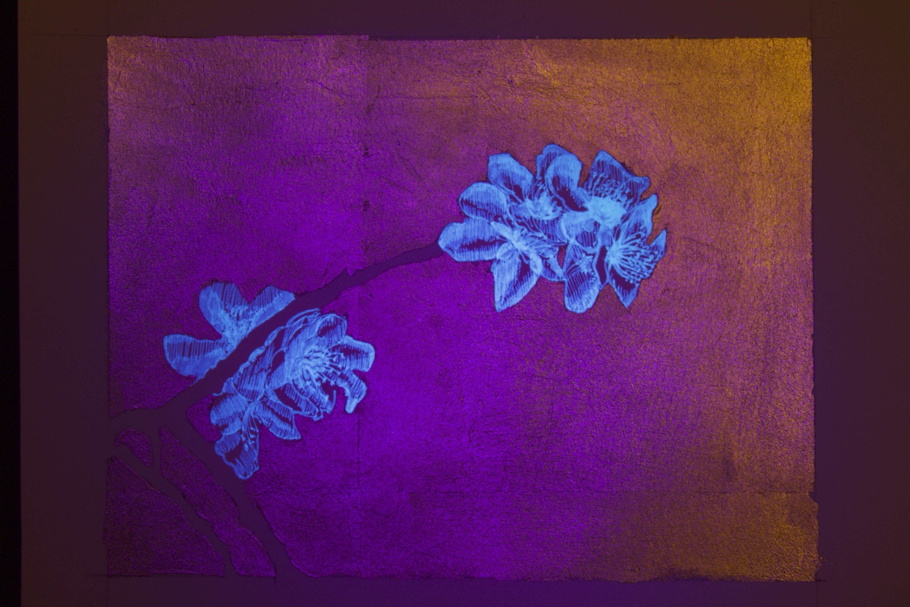 pollinate/illuminate