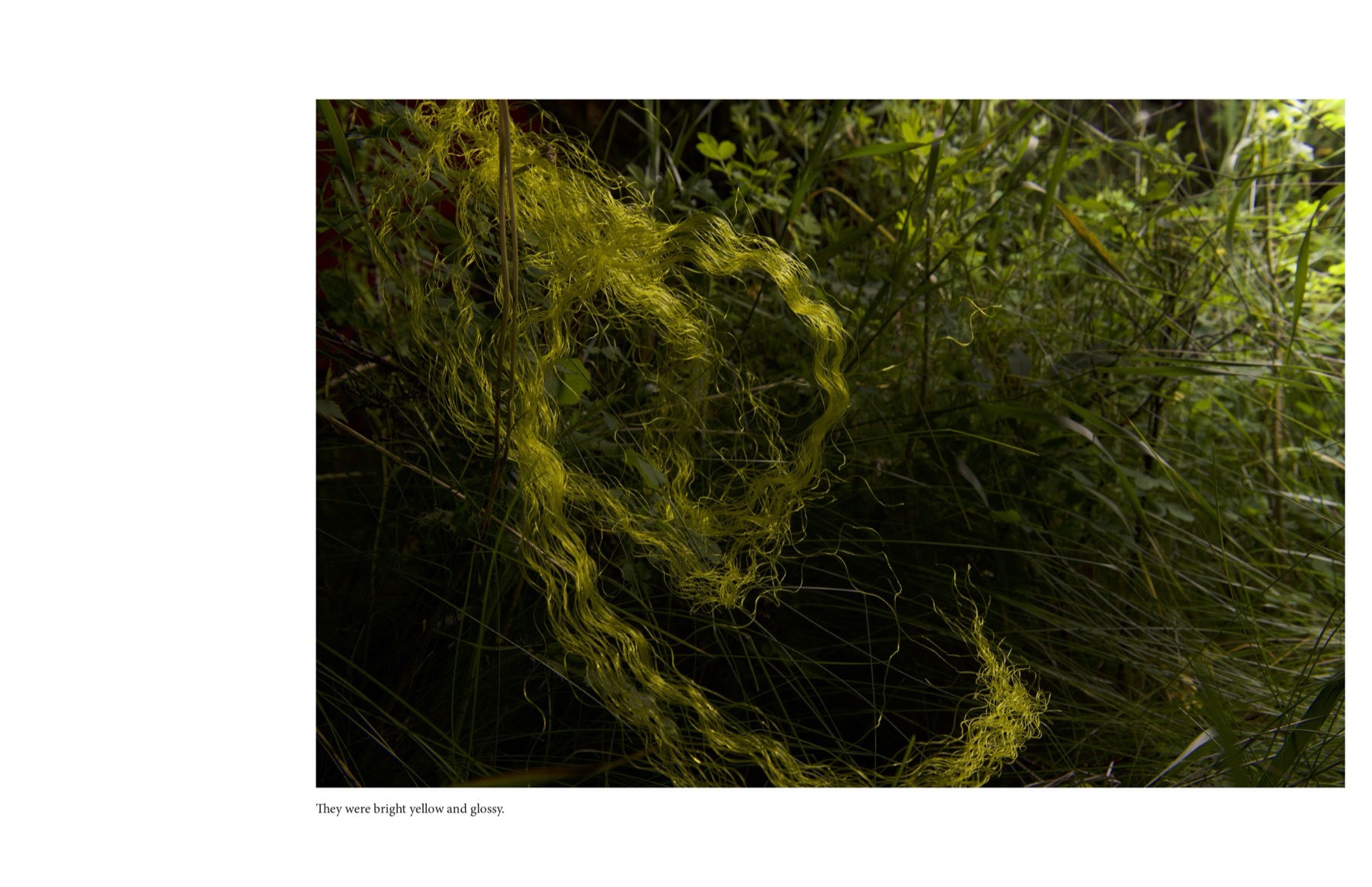 the nylon fly