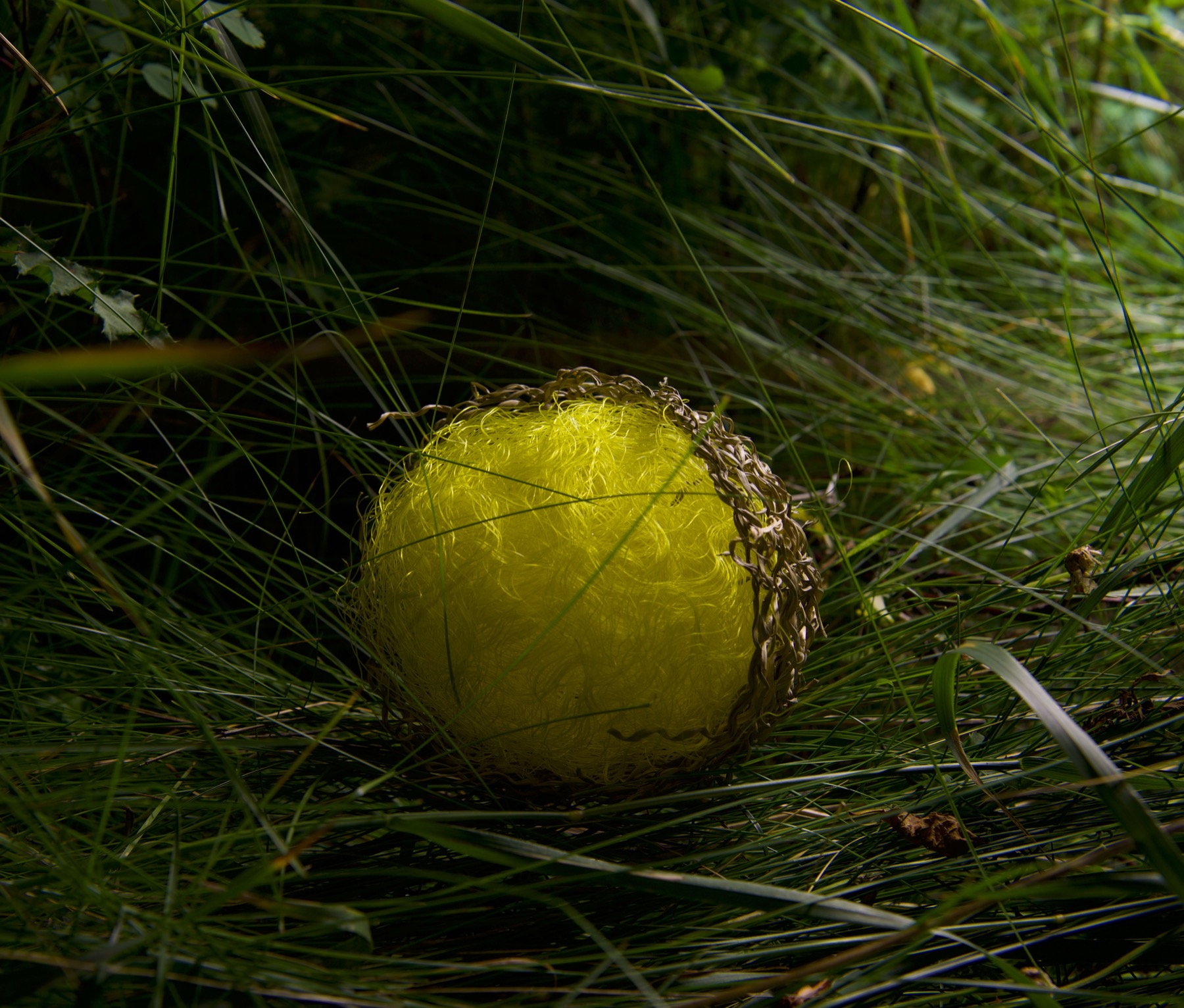 the nylon fly