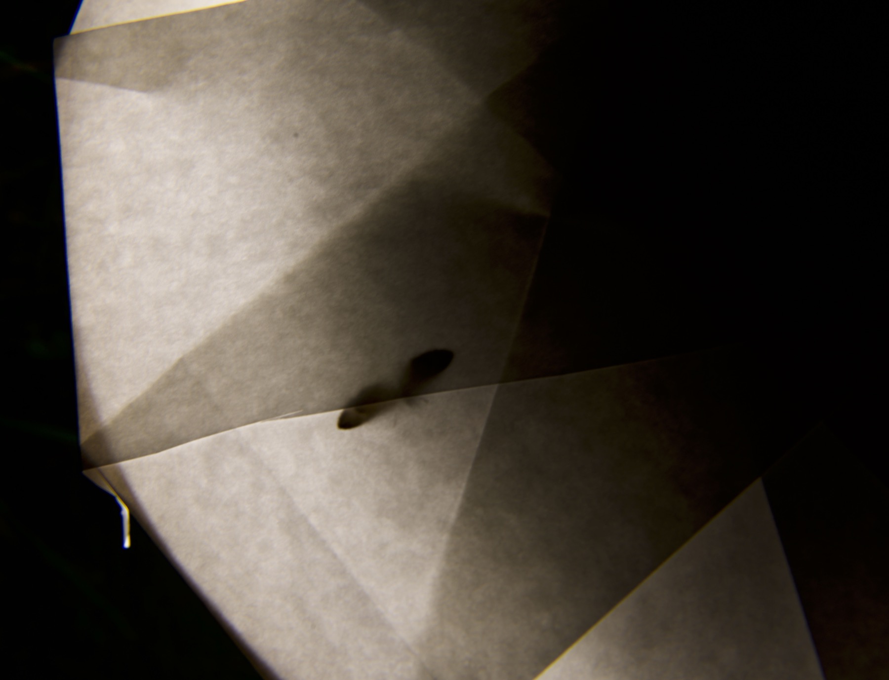 the nylon fly