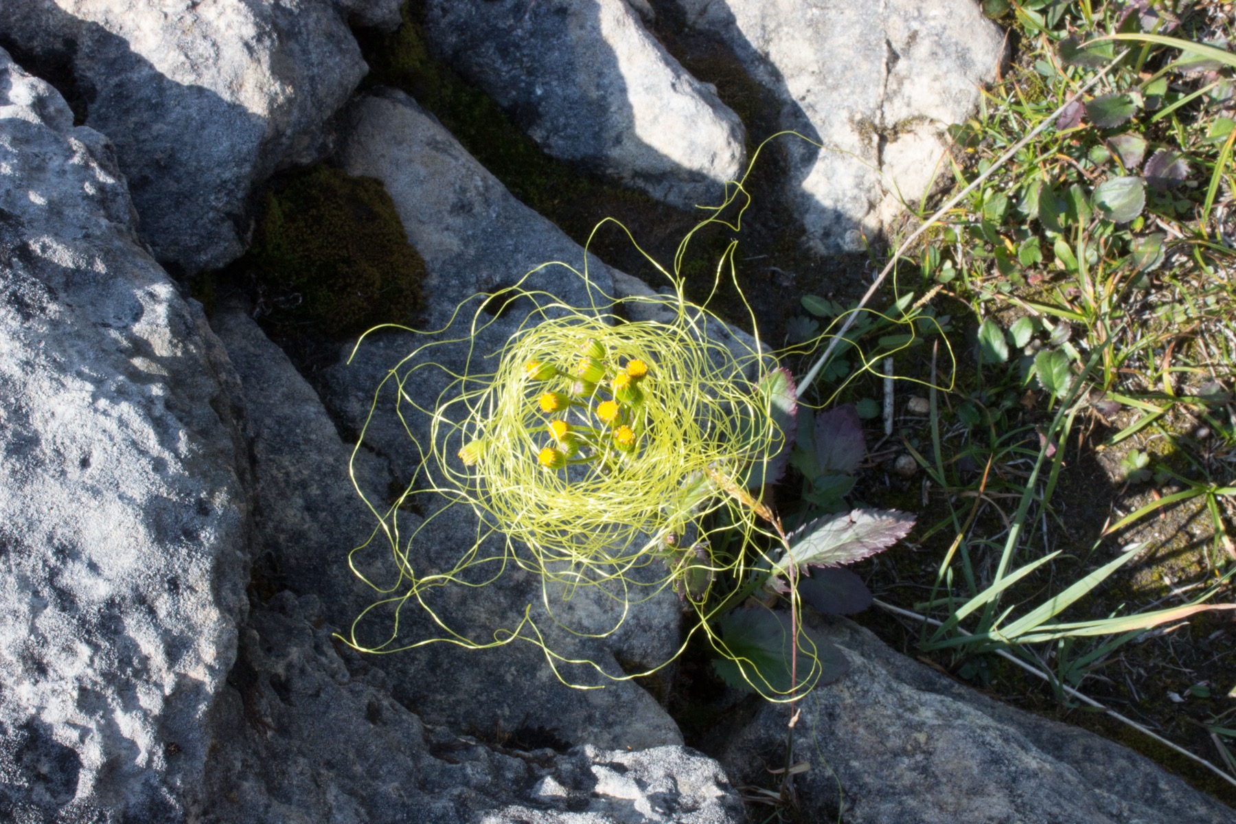 the nylon fly